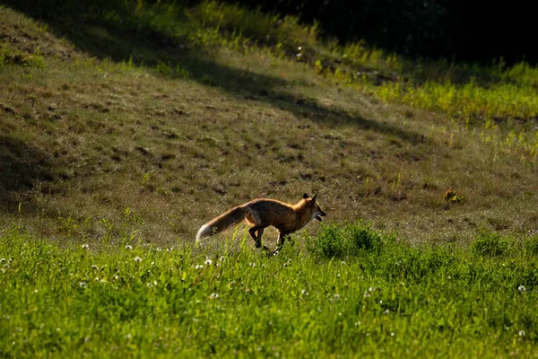 Red Fox Meadow — Stock Photo, Image