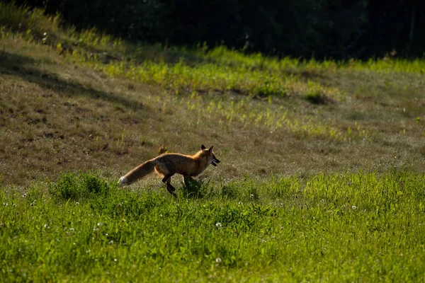 Red Fox Meadow — Stock Photo, Image