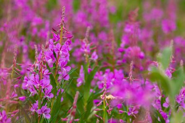 Alaska otoyolu boyunca yosun çiçekleri