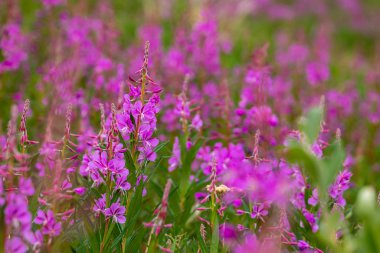 Alaska otoyolu boyunca yosun çiçekleri