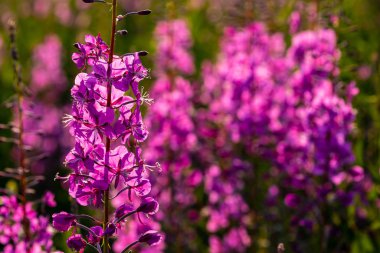Alaska otoyolu boyunca yosun çiçekleri