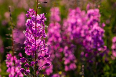 Alaska otoyolu boyunca yosun çiçekleri