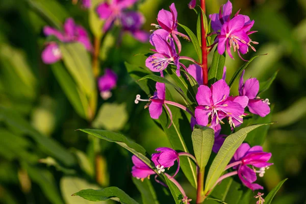 Fireweed Bloemen Langs Alaska Highway — Stockfoto