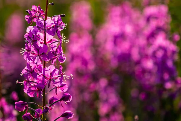 Ohňostroj Květiny Podél Dálnice Aljaška — Stock fotografie