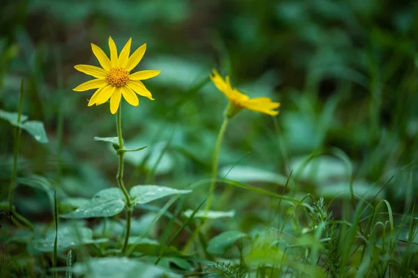 Fiori Gialli Delle Montagne Rocciose Canada — Foto Stock