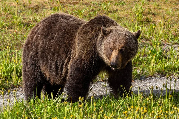 Медведь Гризли Лугу — стоковое фото