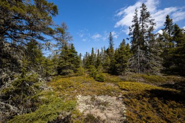 Kanada 'da Pukaskwa Nationalpark Gölü ve peyzaj