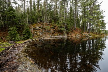 Kanada 'da Algonquin çölünde bir kunduz barajı