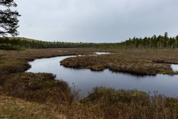 Algonquin Vadonja Kanadában — Stock Fotó