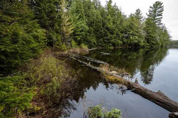 Kanada Daki Algonquin Vahşi Doğası — Stok fotoğraf