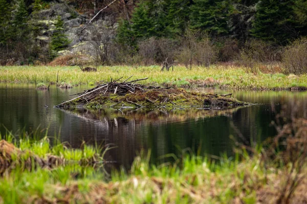 加拿大阿尔贡金荒原上的一座海狸坝 — 图库照片