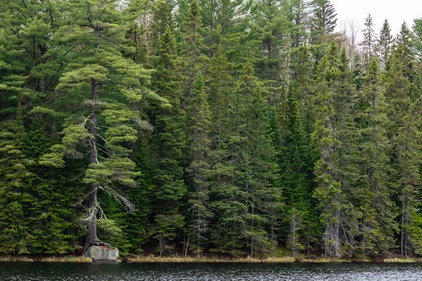 Kanada Algonquin Vahşi Doğasında Orman Ağaç — Stok fotoğraf