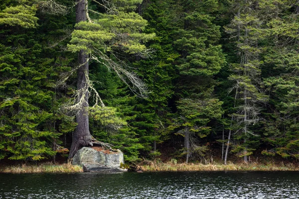 カナダのアルゴンキンの荒野の森と木 — ストック写真