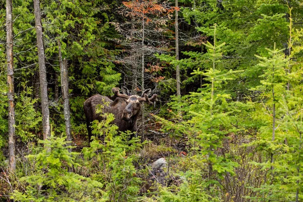 Ένας Ταύρος Moose Ένα Δάσος Στο Algonquin Δάσος Του Καναδά — Φωτογραφία Αρχείου