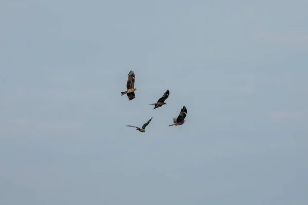 Kite Preto Baía Halong Vietnã — Fotografia de Stock