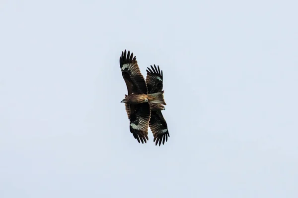 Kite Preto Baía Halong Vietnã — Fotografia de Stock