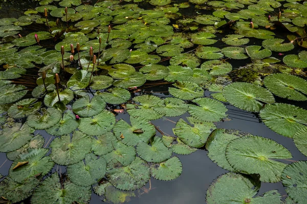 Buds Water Lily Pond — Stok Foto