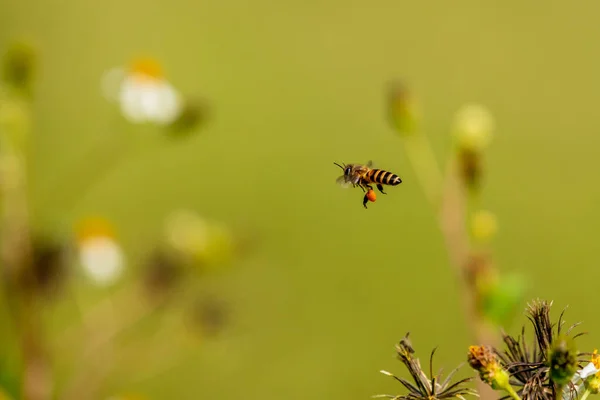 Miodowa Pszczoła Lata Łące — Zdjęcie stockowe