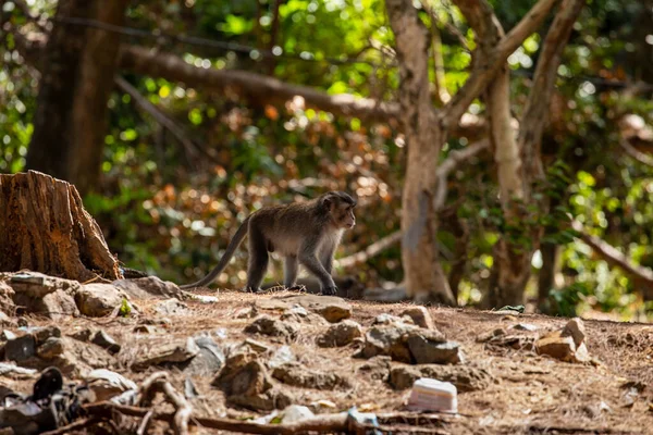 Vietnam Con Dao Macaque — Stok fotoğraf