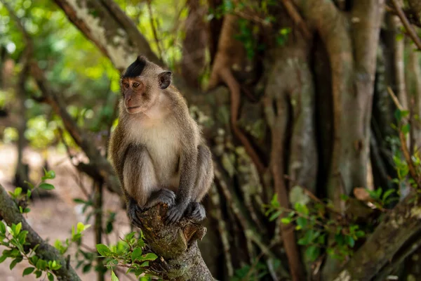 Makaken Von Con Dao Vietnam — Stockfoto