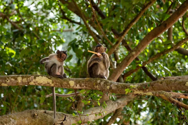 Macaco Con Dao Vietnam —  Fotos de Stock