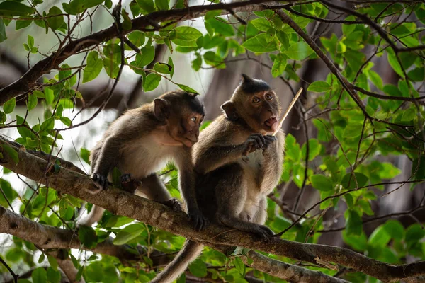 Macaco Con Dao Vietnam — Foto de Stock