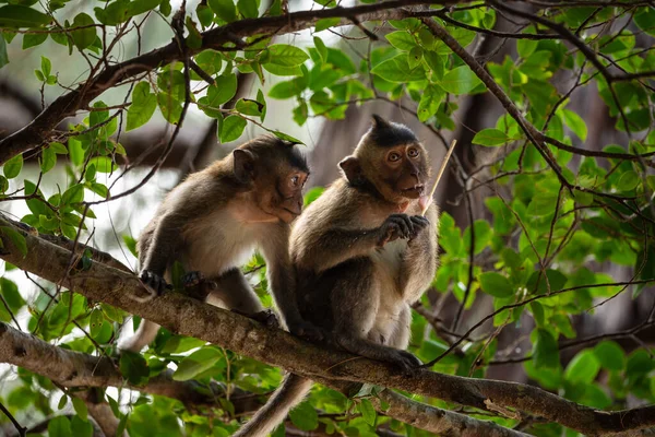 Macaque Con Dao Vietnam — Stock Photo, Image