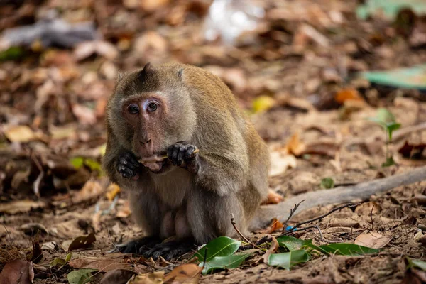 Macaque Con Dao Vietnam — Photo