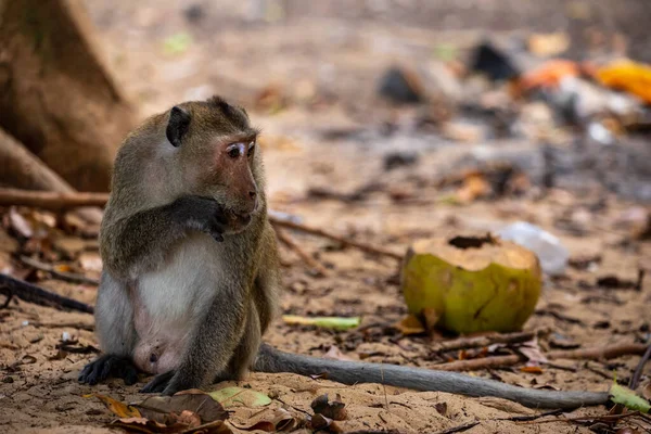 Macaque Con Dao Vietnam — Photo