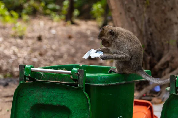 Macaque Con Dao Vietnam — Photo