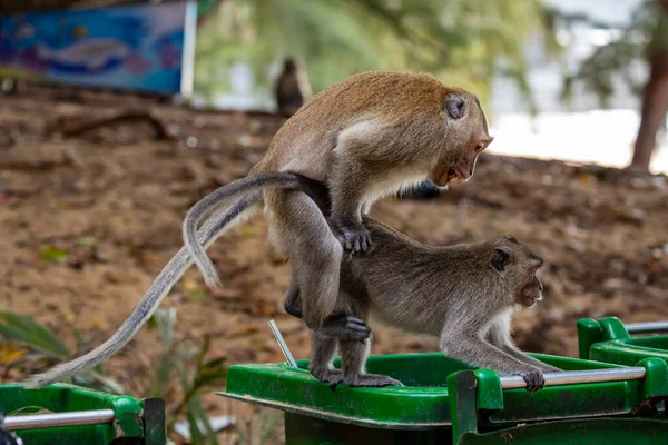 Macaque Con Dao Vietnam — Photo