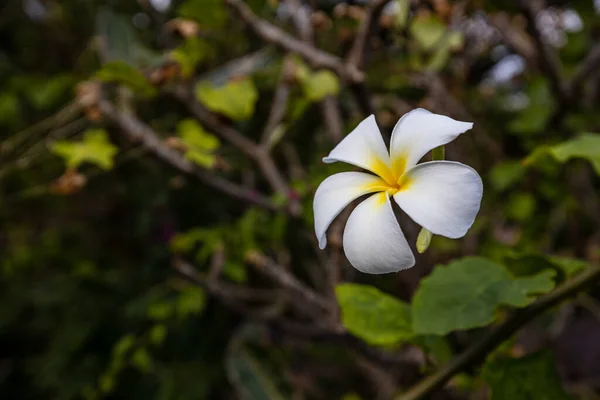 Une Fleur Frangipanique Dans Jardin — Photo