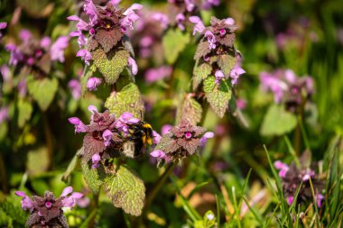 Bahar çiçeğindeki yaban arısı