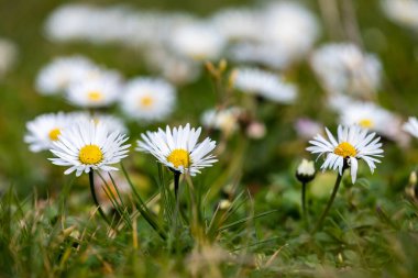 Bahçedeki papatya çiçekleri 