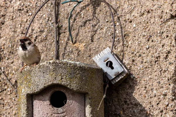 Ein Spatz Brutkasten — Stockfoto