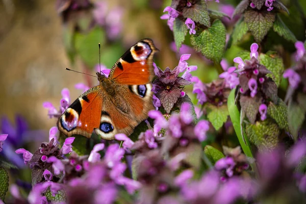 Butterfly Flower — Stock Photo, Image