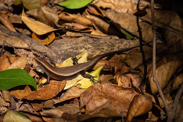 Lagarto Selva Con Dao Vietnam — Fotografia de Stock