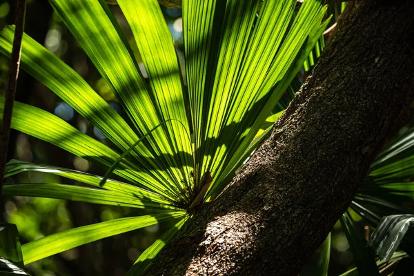Тропические Листья Джунглях — стоковое фото