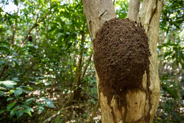 Ameisen Und Termitennest Einem Baum — Stockfoto