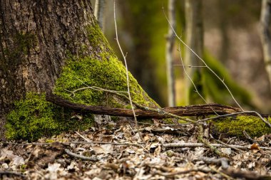 Ormandaki bir ağaçta yosun.