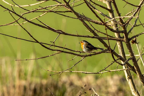 Ein Rotkehlchen Auf Einem Ast — Stockfoto