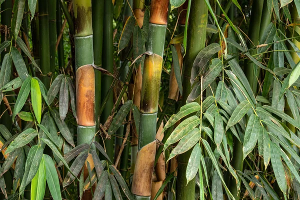 Bambuskogen Sapa Vietnam — Stockfoto