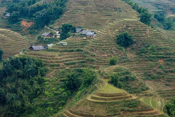 Uma Fazenda Paisagem Sapa Vietnã — Fotografia de Stock