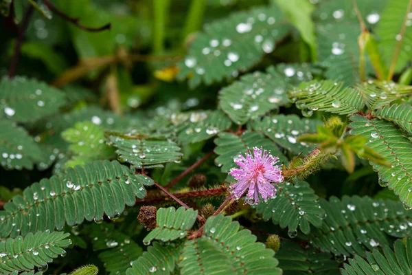 Gotas Agua Una Mimosa Jardín — Foto de Stock