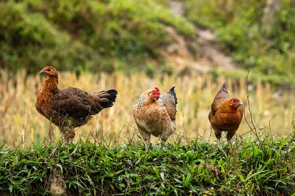 Hen Chicken Farm — Stock Photo, Image