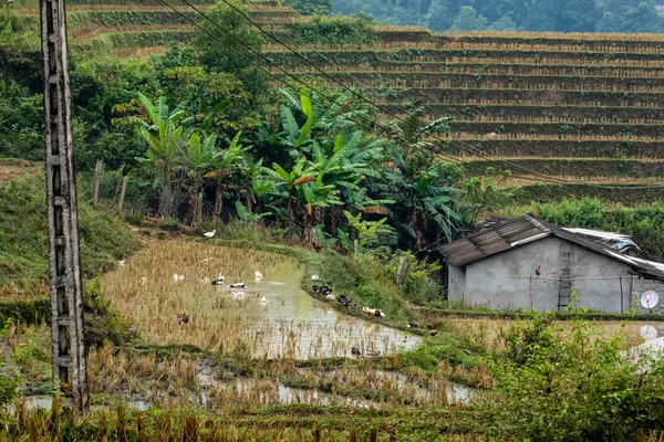 Egy Farm Táj Sapa Vietnamban — Stock Fotó