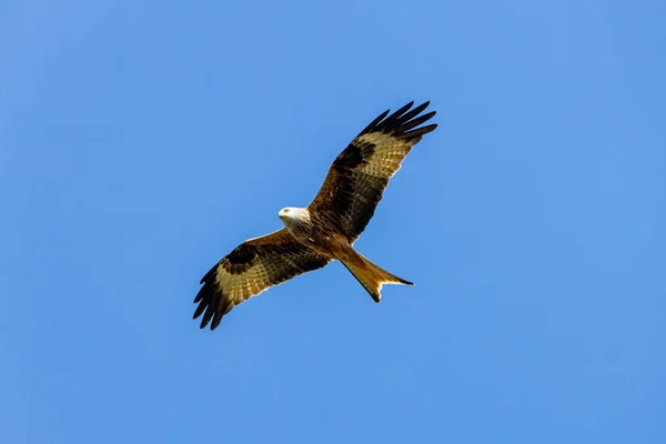 Kite Vermelha — Fotografia de Stock