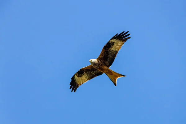 Cerf Volant Rouge Dans Les Airs — Photo