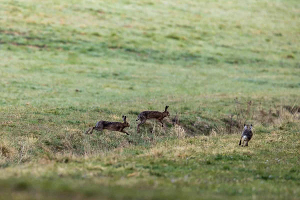 Una Lepre Marrone Selvatica Prato — Foto Stock