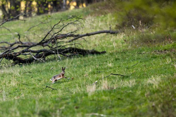 Lièvre Brun Sauvage Sur Une Prairie — Photo